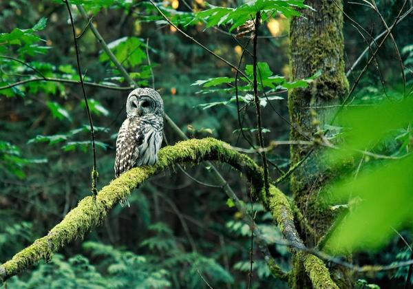 Owl in the woods