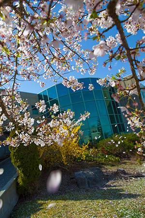 VIU Student Services Building 200 through flowering trees