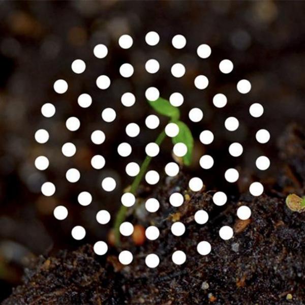 Seeds on soil