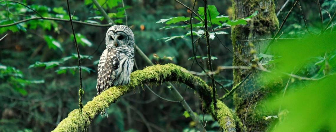 Owl sitting on tree branch keeping watch